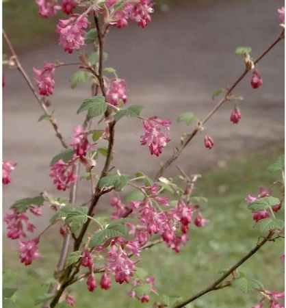 Blut-Johannisbeere Amore Ribes sanguineum Beerenstrauch in Pink, Höhe: 30-40 cm