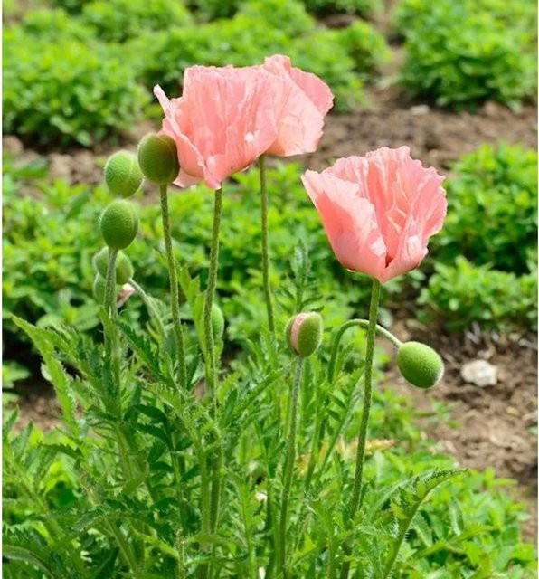 Türkischer Mohn Königen Alexandra Papaver orientale als mehrjährige Pflanze für Garten und Beet - Bild 1