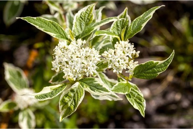 Cornus Alba Sibirica Variegata Hartriegel Weiß-Bunt, Zierstrauch für Garten und Outdoor, Höhe: 100–150 cm - Bild 1