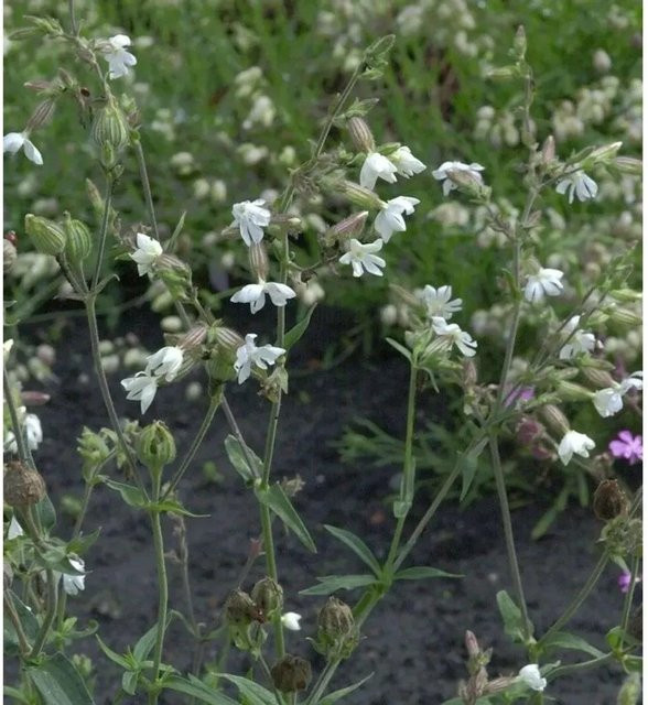 Breitblättrige Lichtnelke Alba Silene atifolia in Weiß als mehrjährige Gartenpflanze im Topf - Bild 1