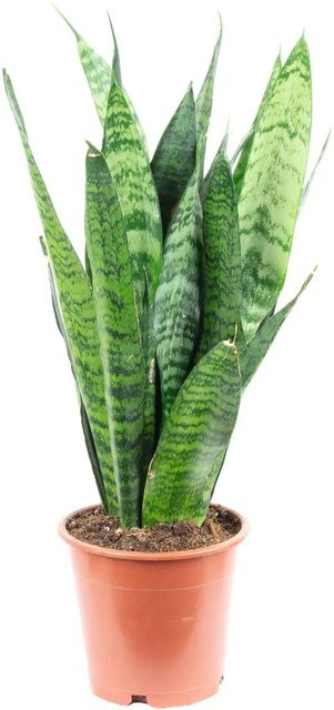Value Greens Sansevieria Black Coral Bogenhanf in Dunkelgrün und Silbrig-Grün, Höhe: 30 cm, Topf-Durchmesser: 12 cm - Bild 1