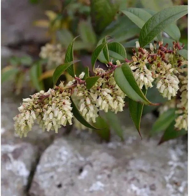 Leucothoe fontanesiana Traubenheide Strauch für deinen Garten, Höhe: 40-60 cm - Bild 1