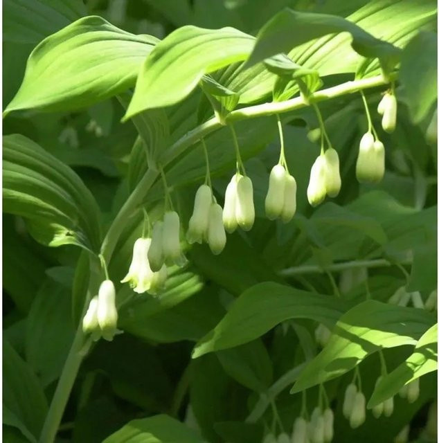Quirlblättriges Salomonssiegel Polygonatum verticillatum weiße Gartenstaude von Nr-01.de - Bild 1