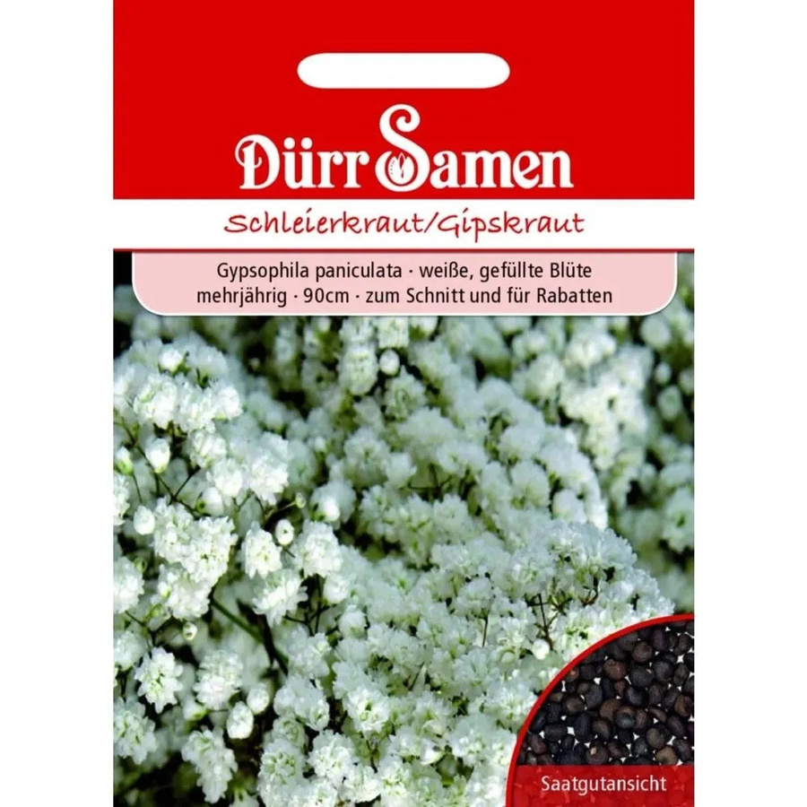 Dürr Schleierkraut Saatgut mit gefüllten weißen Blüten mehrjährig - Bild 2