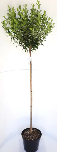 Pflanzen-Boering Kugelkirsche Stämmchen Prunus Fruticosa Globosa, Höhe: 180-190 cm, Stammhöhe: 125 cm - Bild 1