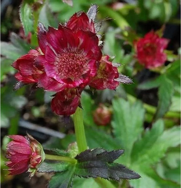 Astrantia major Sterndolde Moulin Rouge rote Staude im Topf - Bild 1