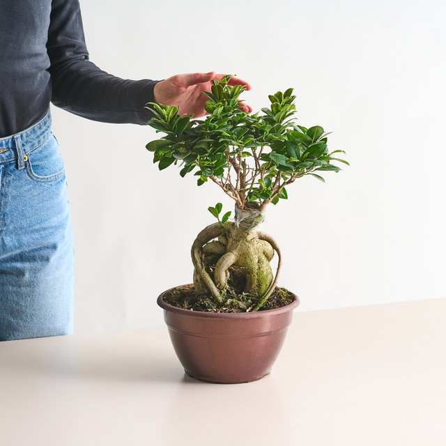Bonsai-Ficus Ginseng von BLUME2000 in Grün, Tischmodell - Bild 1