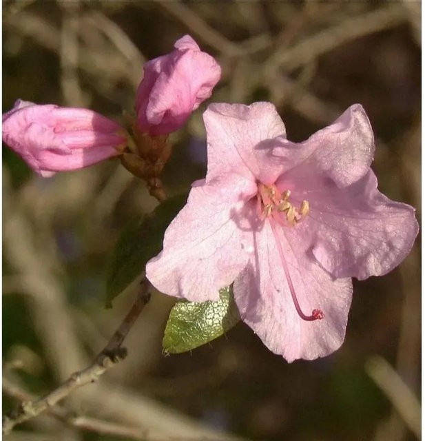Frühlingsrhododendron Praecox Nr-01.de in Pink, Höhe: 40-50 cm - Bild 1