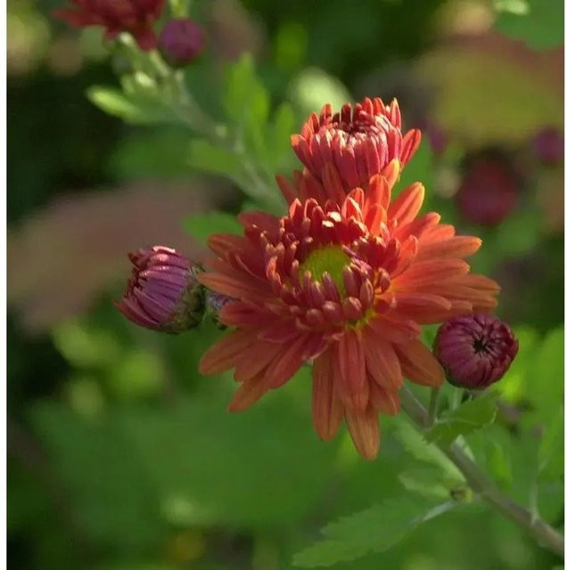 Winteraster Herbstrubin Chrysanthemum hortorum als mehrjährige Gartenpflanze von Nr-01.de - Bild 1