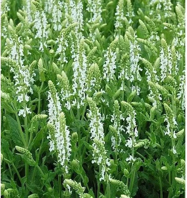 Salvia nemorosa Salbei Adrian als winterharte Staude für Staudenbeete und Steingärten - Bild 1