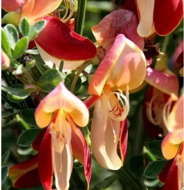 Edelginster Cytisus scoparius als Zierstrauch für deinen Garten von Nr-01.de, Höhe: 40-60 cm - Bild 1