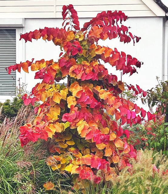 Cercis 'Eternal Flame®' Judasbaum - Bild 1