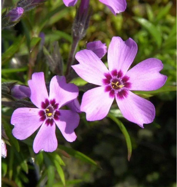 Phlox subulata Niedrige Flammenblume als wintergrüne Bodendecker-Staude für den Garten - Bild 1