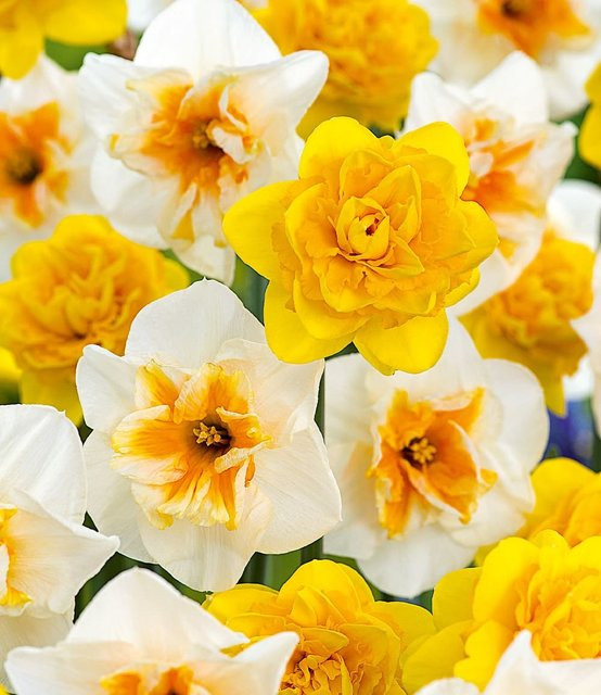 Narzissen-Mix Sunny Spring - Bild 1
