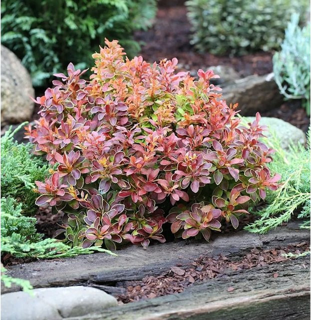 Berberis thunbergii Golden Ring Zwergbuchsbaum als Heckenpflanze in Gold und Rot - Bild 1