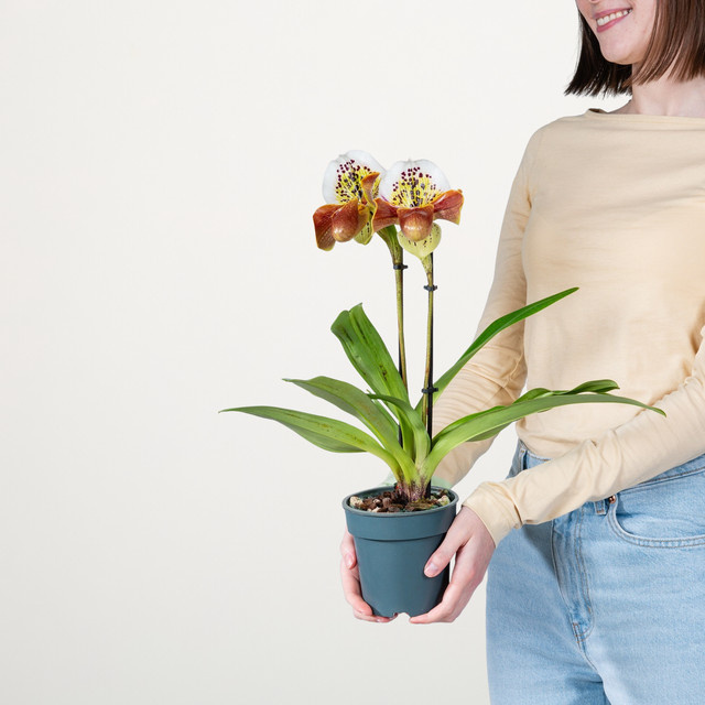 Paphiopedilum Orchidee von BLUME2000 für den Innenbereich - Bild 1