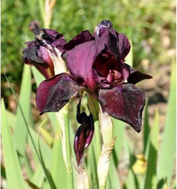 Schwertlilie Ruby Mine Iris barbata lila Gartenstaude als Beetpflanze - Bild 1