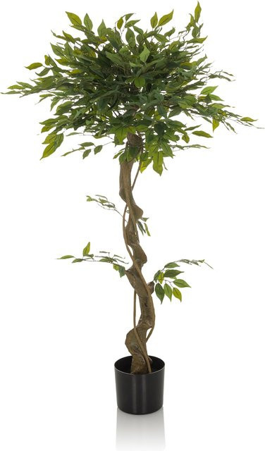hjh OFFICE Kunstpflanze Ficus I in Grün aus Kunststoff und Stoff - Bild 1