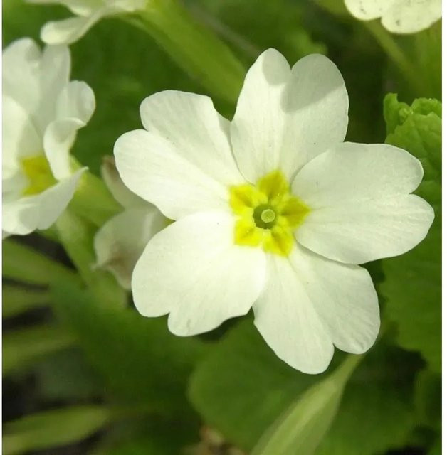 Primula vulgaris Stängellose Schlüsselblume von Nr-01.de als mehrjährige Beetpflanze für Bauerngarten und Steingarten - Bild 1