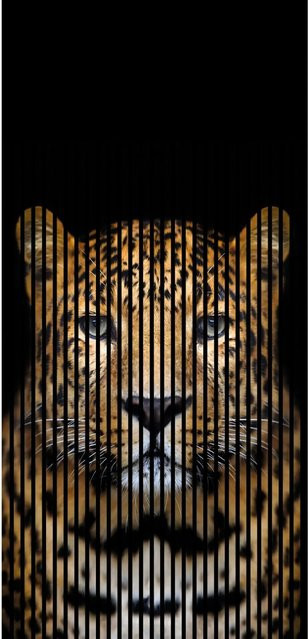 FN Acustico Akustikplatte Leo Bunt aus PET und MDF, B/H: 113,3 x 240 cm, Tiefe: 1,9 cm - Bild 1