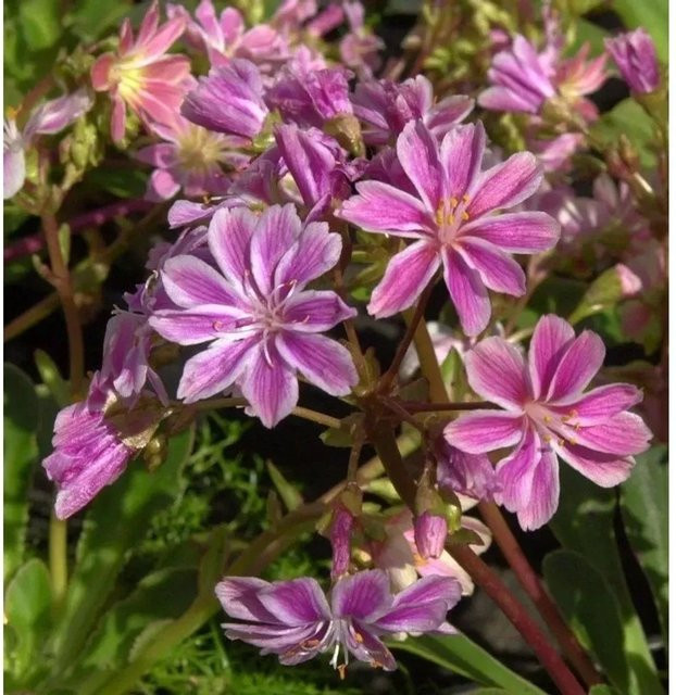 Lewisia cotyledon Bitterwurz als wintergrüne Staude für Steingärten und Staudengärten - Bild 1