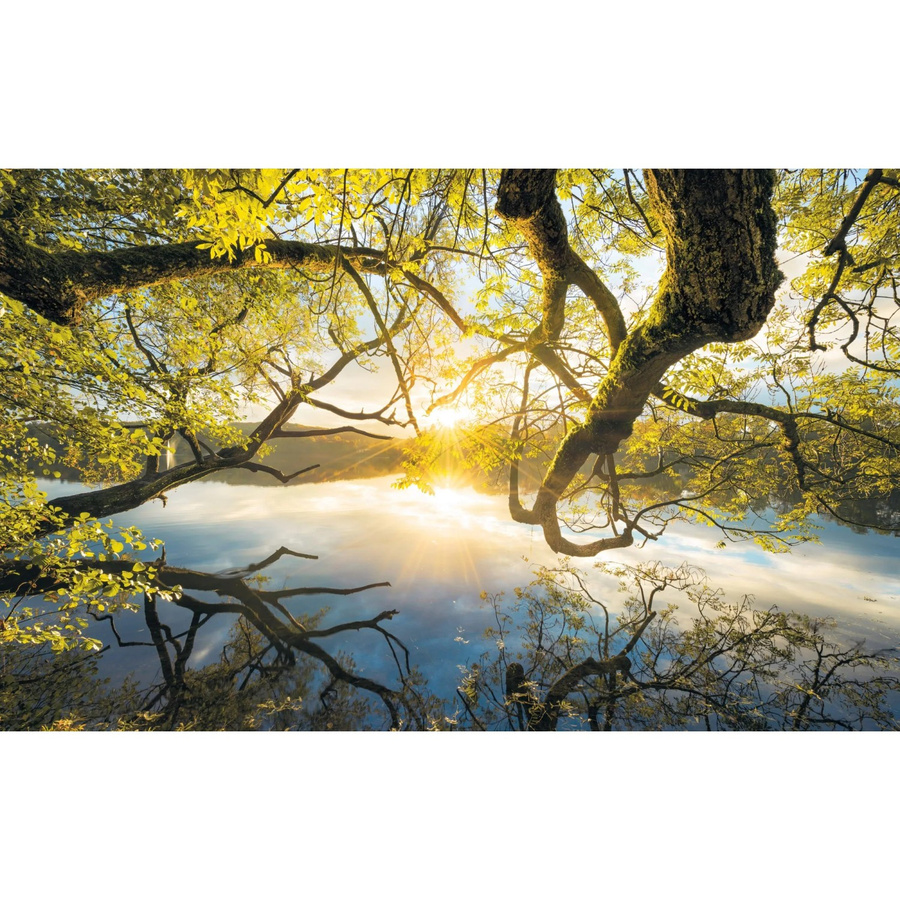 Komar Fototapete Vlies Golden Embrace in Gold und Multicolour, B: 400 cm, H: 250 cm - Bild 2