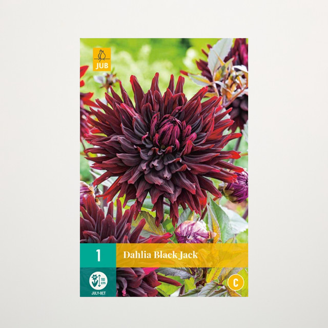 Kaktus-Dahlie Black Jack Knolle von BLUME2000 - Bild 1