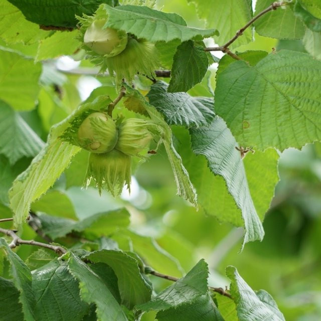 Bio Haselstrauch Corylus von Kwekerij Koperwiek - Bild 1