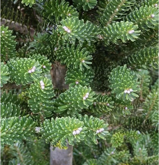 Grüne Zwerg Koreatanne Tordis Abies koreana Koniferen-Strauch für den Garten - Bild 1