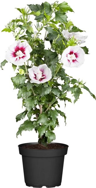 OBI Roseneibisch Hibiscus syriacus Rosa Zierstrauch Höhe: 30 - 40 cm - Bild 1