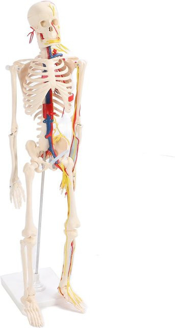 aimo Menschliches Skelettmontagemodell, Lernspielzeug, 85cm - Bild 1