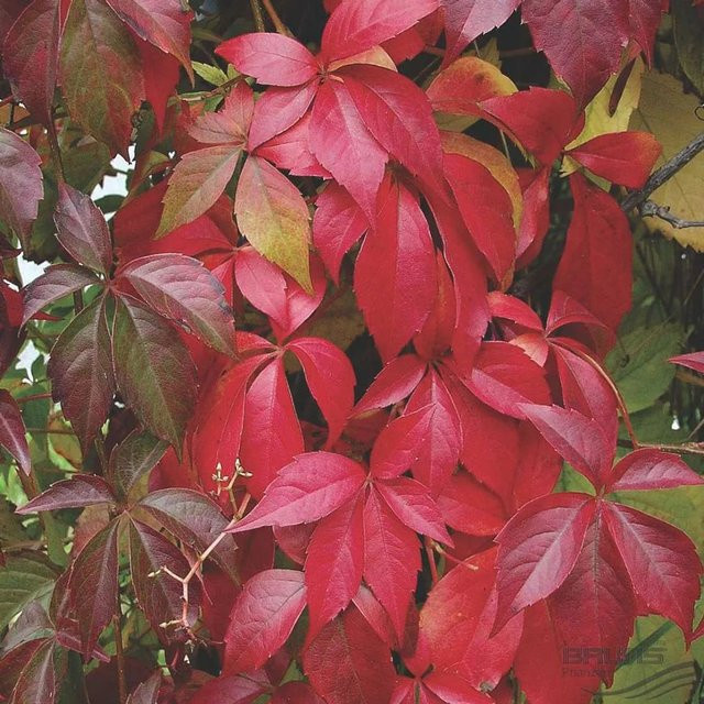 Arborix Wilder Wein Engelmannii Parthenocissus quinquefolia Kletterpflanze mit roter Herbstfärbung, Höhe: 50 bis 60 cm - Bild 1