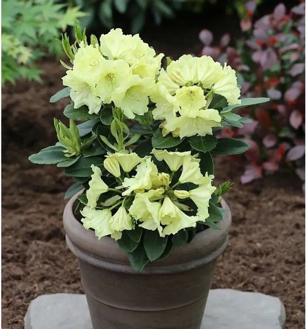 INKARHO Rhododendron Simson Alpenrose großblumiger Zierstrauch - Bild 1