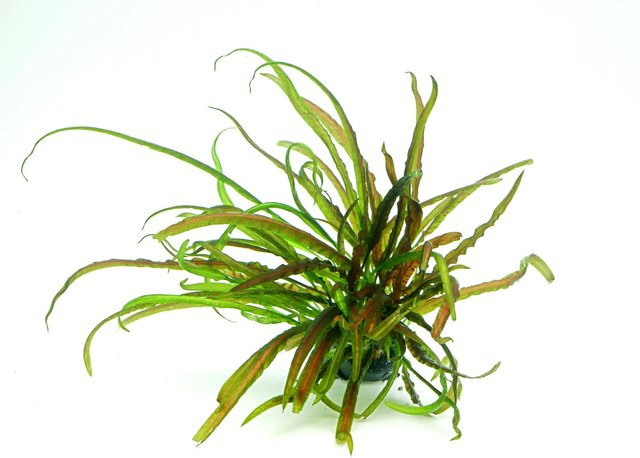 Dennerle Plants Aquariumpflanze Cryptocoryne Crispatula In-Vitro in Grün - Bild 1