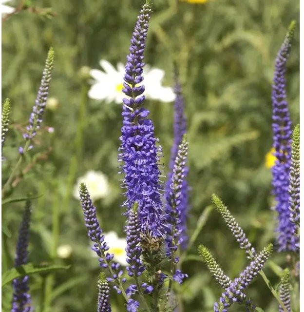 Blauriesin Veronica ongingifolia als blaue Staude für deinen Garten - Bild 1