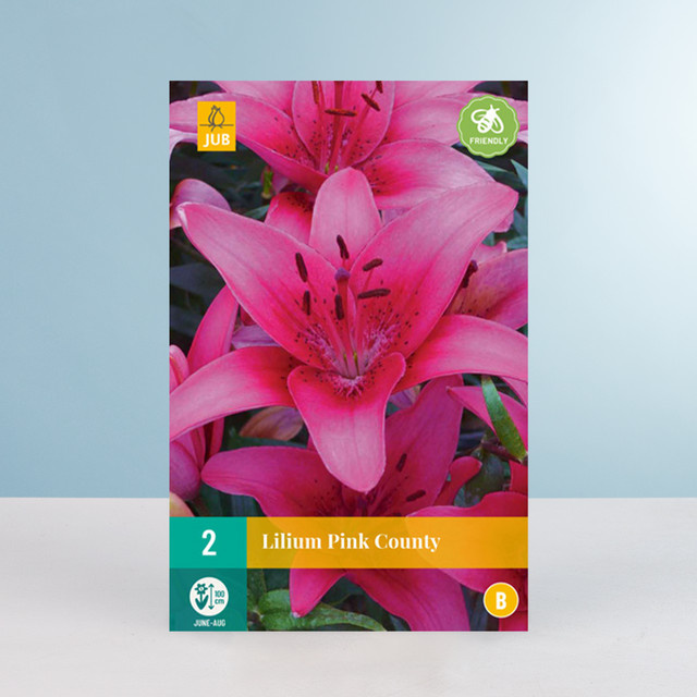 Asiatische Lilie Pink County von BLUME2000 mit 2 Knollen für Gartenbeet oder Blumenkübel - Bild 1