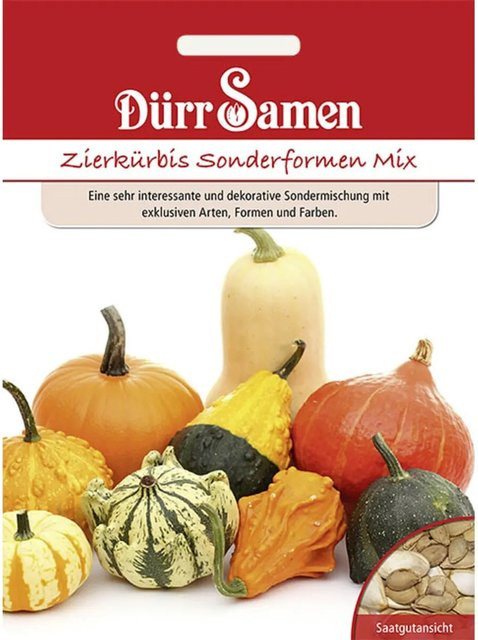 Dürr Samen Zierkürbis Sonderformen Saatgut - Bild 1