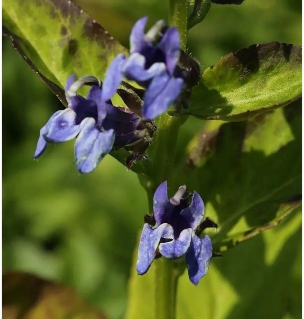 Lobelia siphilitica Blaue Auslese - Blaue mehrjährige Schnittblume für den Garten - Bild 1