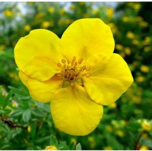 10er Set Kleiner Spierstrauch Kobald Potentilla fruticosa in Gelb als Bodendecker und Kleinstrauch für deinen Garten - Bild 1