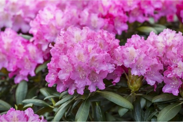 Rhododendron Hybr. Anastasia mit rosa Blüten, Zierstrauch für den Garten, Höhe: 40 cm - Bild 1