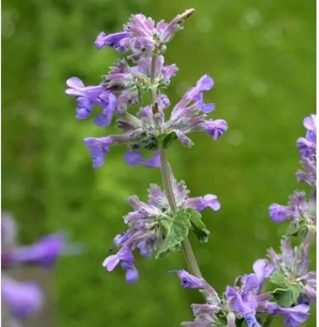Himalaya Katzenminze Nepeta subsessilis als mehrjährige Gartenpflanze im Topf - Bild 1