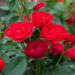 Rose Zepeti in Rot - Bild 1