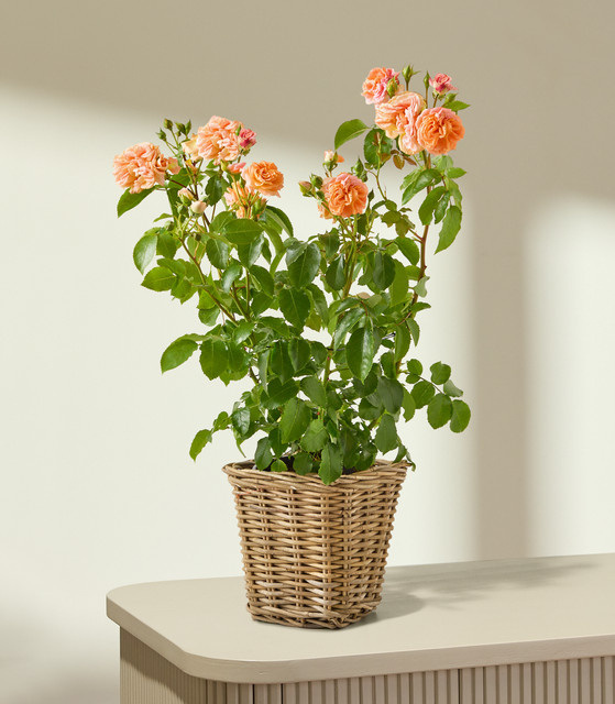 BLUME2000 Strauchrose in Rosa im Rattankorb - Bild 1