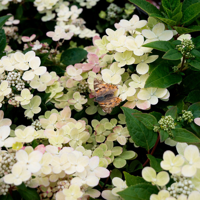 Rispenhortensie Switch Ophelia in Weiß und Rosa als Topfpflanze - Bild 1