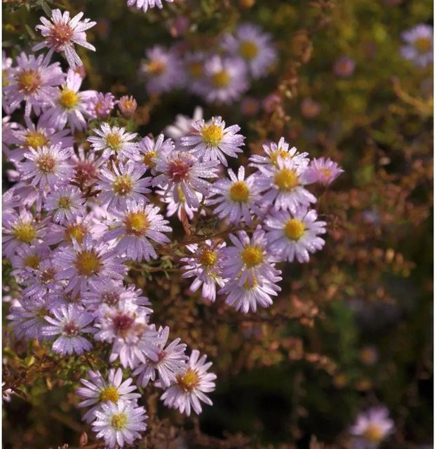 Rauhblattaster Strawberry and Cream Aster novae angliae als mehrjährige Schnittpflanze für den Garten - Bild 1