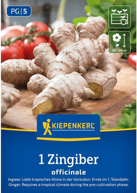 Kiepenkerl Ingwer-Samen - Bild 1