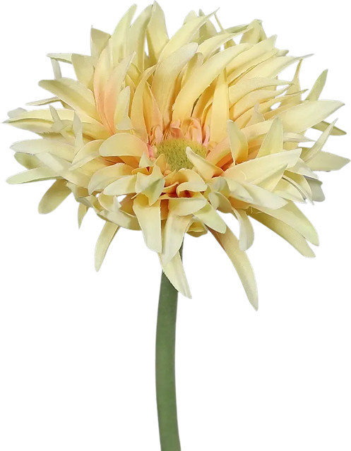Künstliche Gerbera gefranzt Adam von Aplanta, Höhe: 57 cm - Bild 1