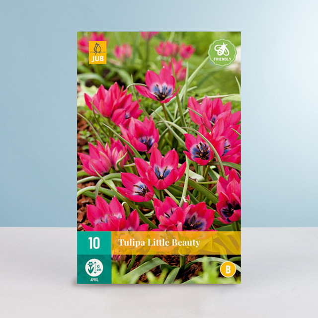 Botanische Tulpe Little Beauty von BLUME2000, 10 Zwiebeln - Bild 1