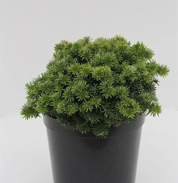 Zwerg Balsam Tanne Kiwi Abies balsamea, grün, Höhe: 20-25 cm - Bild 1