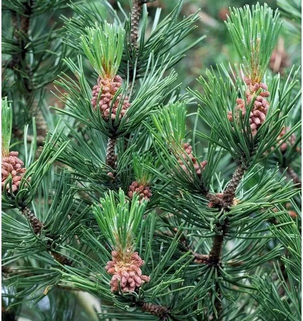 Hakenkiefer Pinus uncinata als grüner Nadelbaum für deinen Garten, Höhe: 30-40 cm - Bild 1